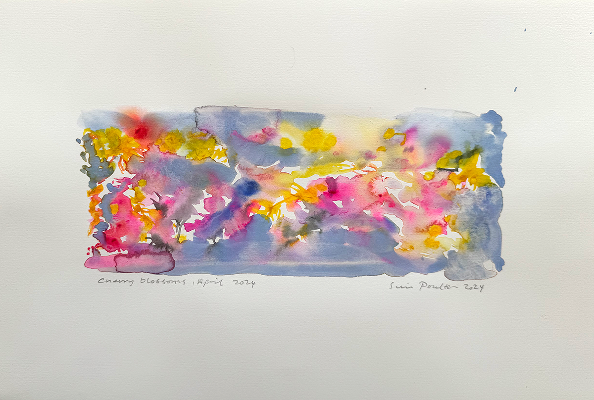 Cherry Blossoms April 2024