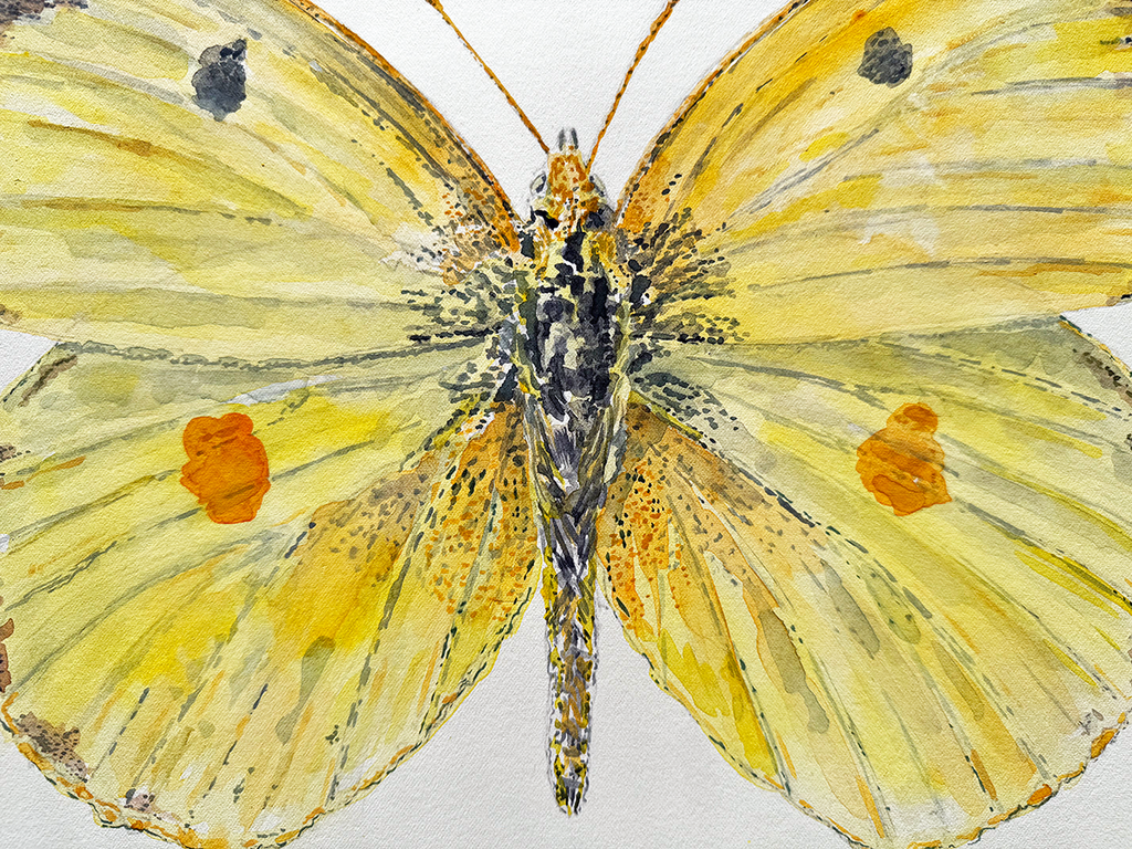 Close-up watercolour  of a yellow butterfly with black and orange spots on a white background