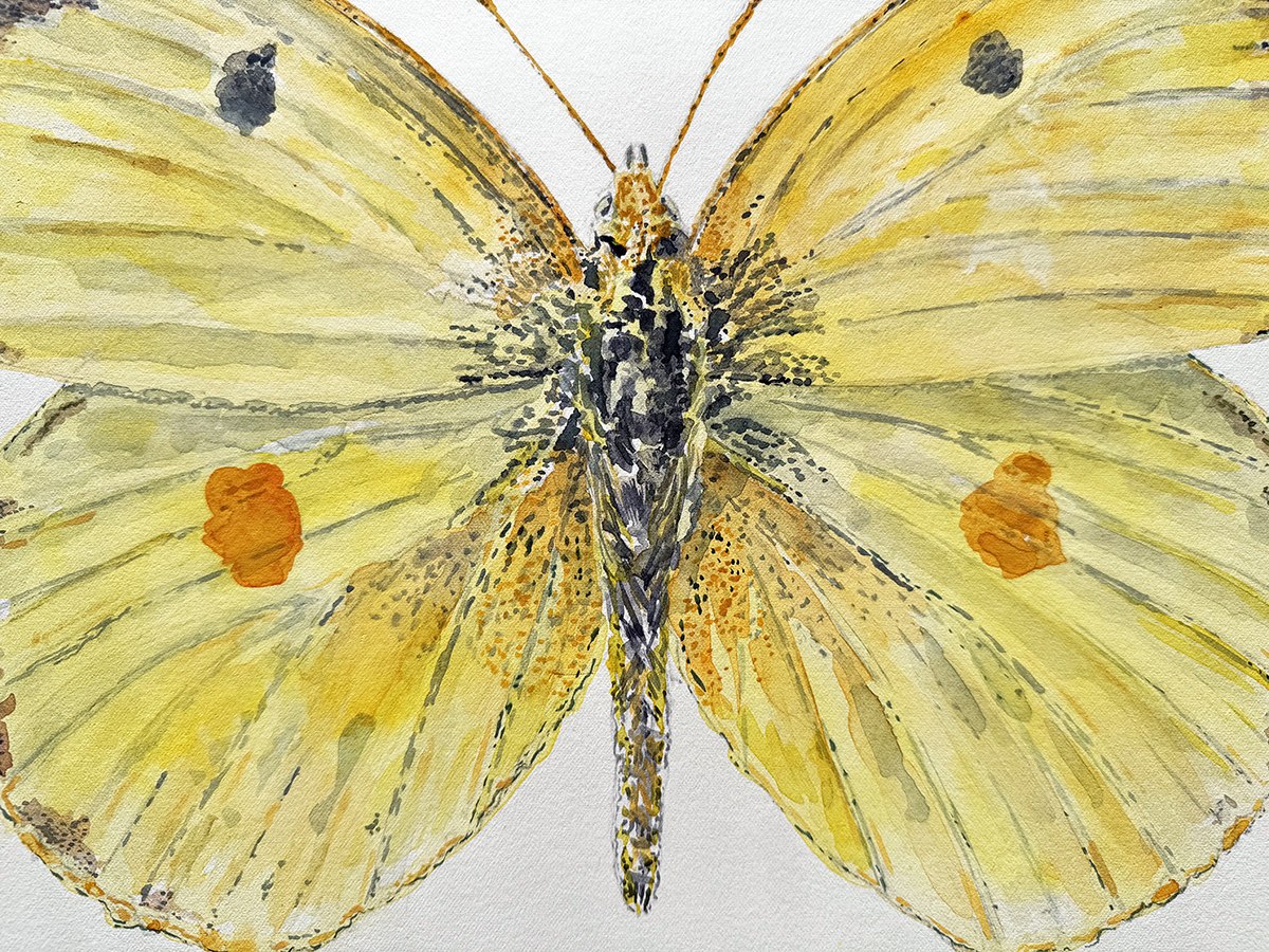 Close-up watercolour  of a yellow butterfly with black and orange spots on a white background