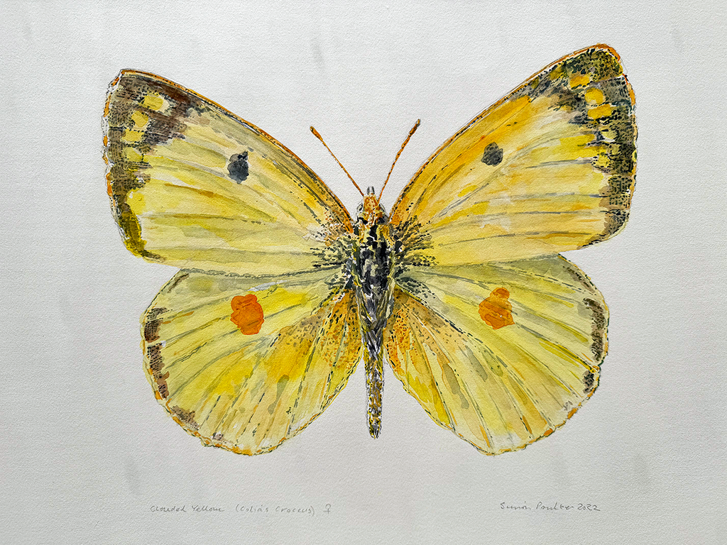 yellow butterfly with black and orange spots watercolour on a light gray background