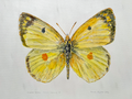 yellow butterfly with black and orange spots watercolour on a light gray background