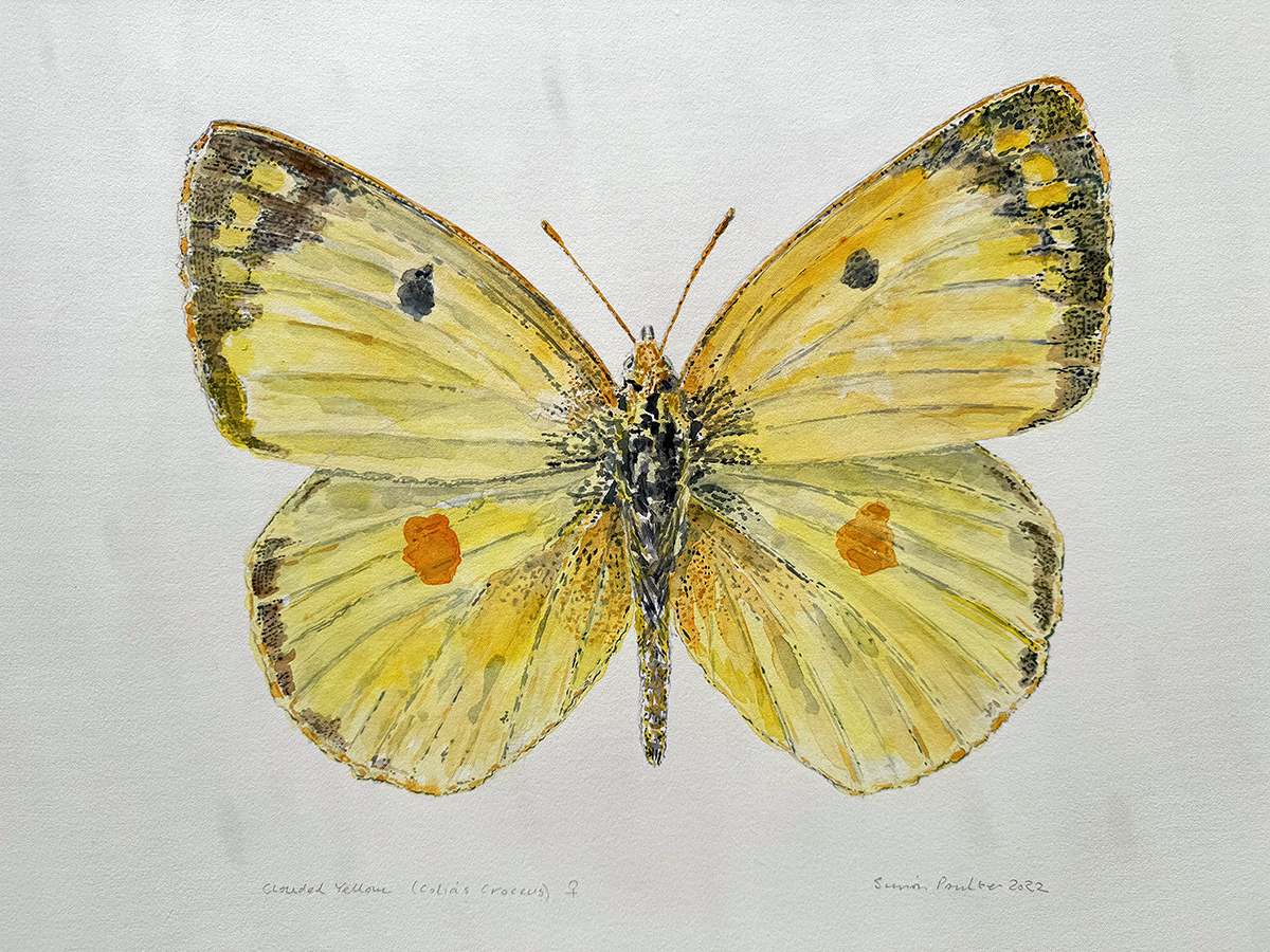 yellow butterfly with black and orange spots watercolour on a light gray background