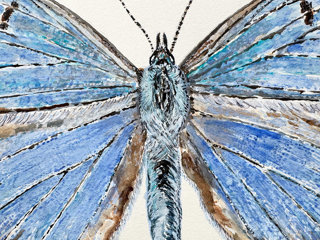 Close-up of a watercolour  of a butterfly with blue and brown wings on a white background