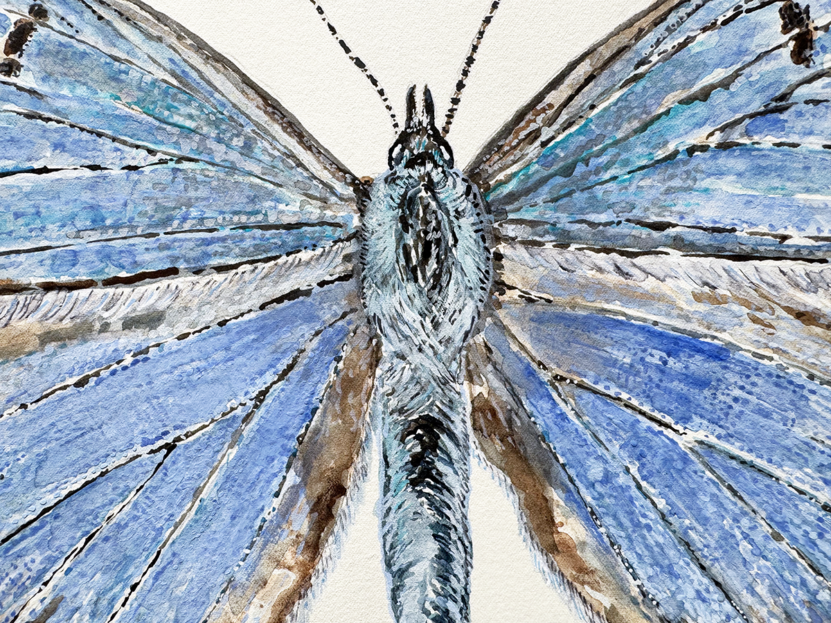 Close-up of a watercolour  of a butterfly with blue and brown wings on a white background