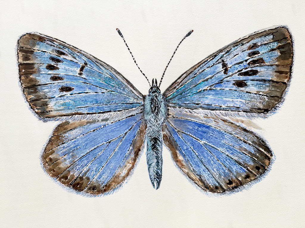 watercolour  of a blue butterfly with brown accents on a white background