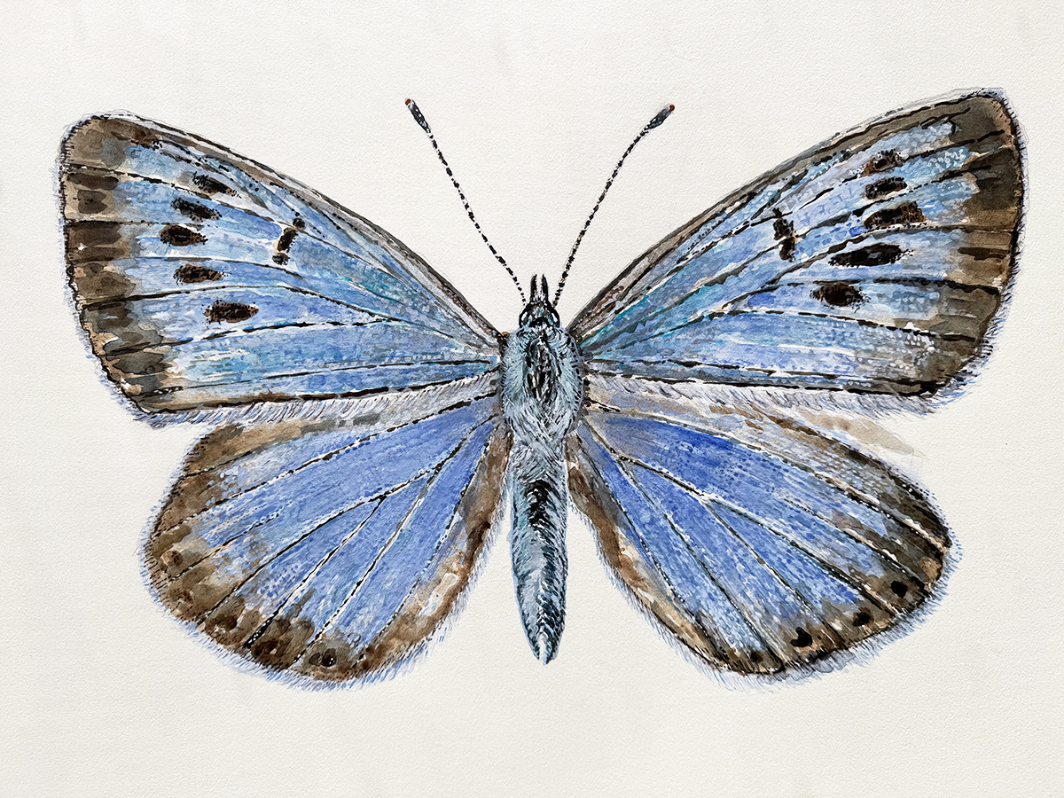 watercolour  of a blue butterfly with brown accents on a white background
