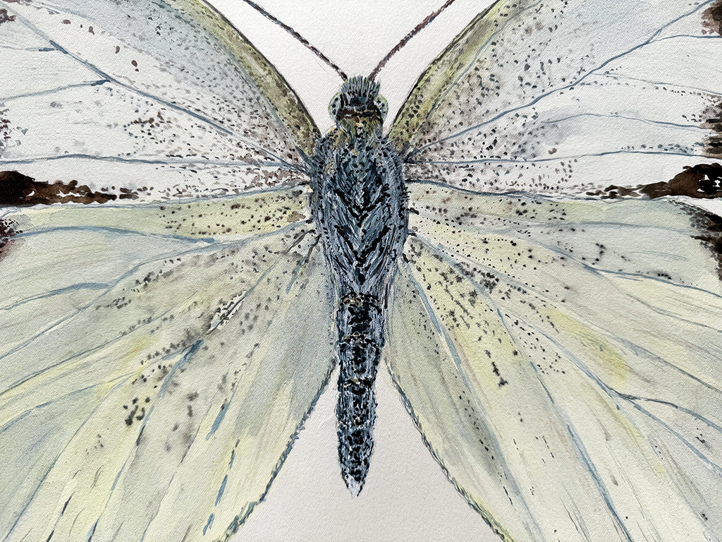 Close-up of a  watercolour of a butterfly with detailed white wings on a light background