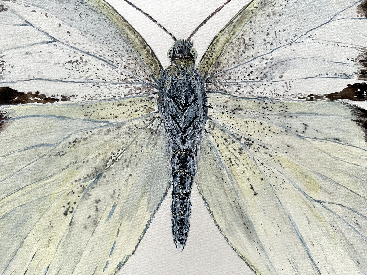 Close-up of a  watercolour of a butterfly with detailed white wings on a light background