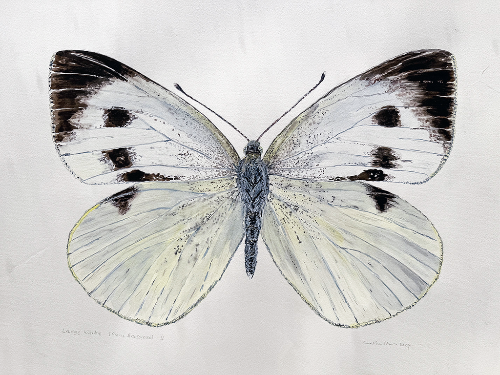 watercolour  of a Butterfly with white and black wings on a light grey background