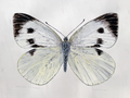 watercolour  of a Butterfly with white and black wings on a light grey background