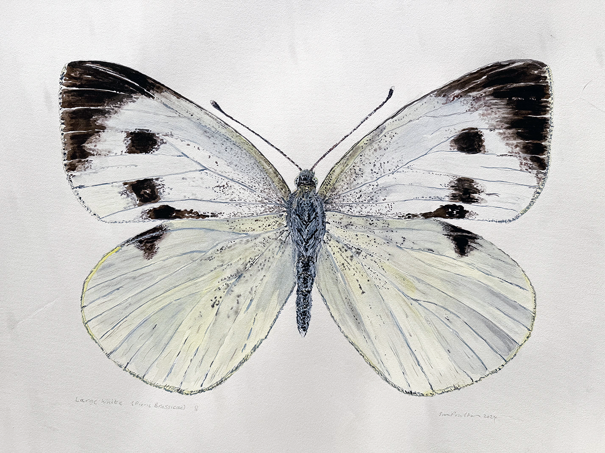 watercolour  of a Butterfly with white and black wings on a light grey background