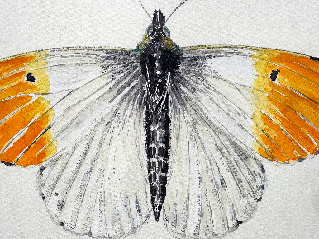 Close-up of a watercolour painting of a butterfly with orange and white wings on a light gray background