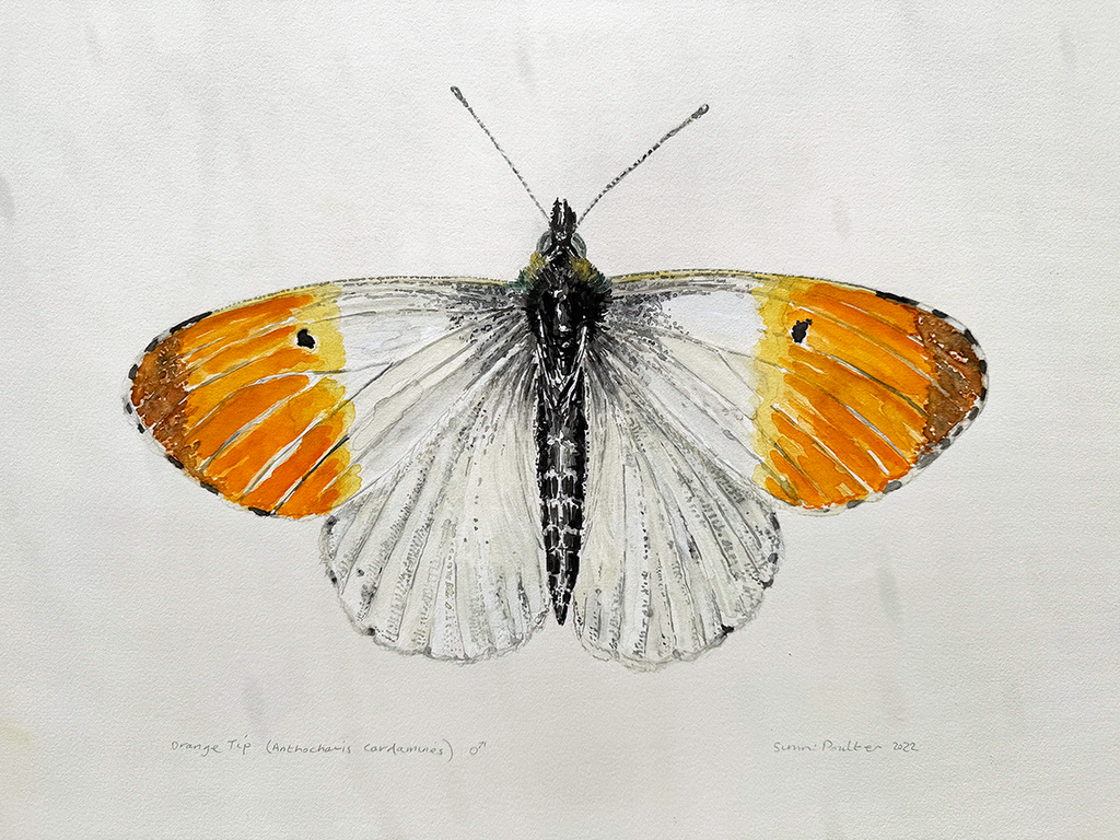 Watercolour painting of a butterfly with orange and white wings on a light gray background