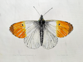Watercolour painting of a butterfly with orange and white wings on a light gray background