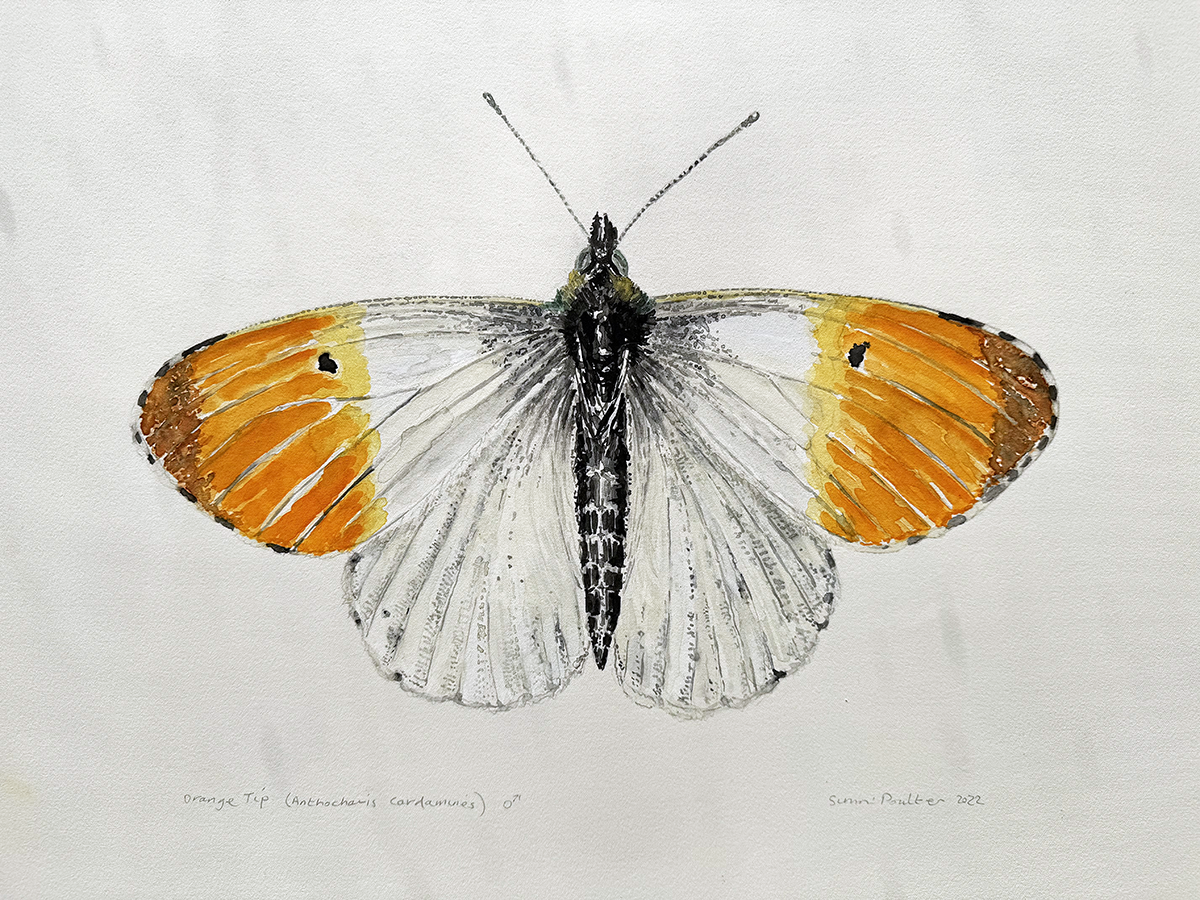 Watercolour painting of a butterfly with orange and white wings on a light gray background