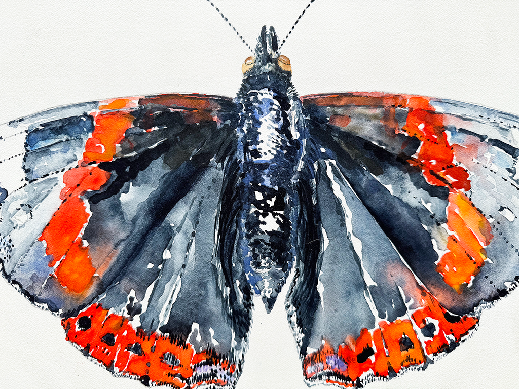 watercolour of a butterfly with orange, black, and white wings on a white background