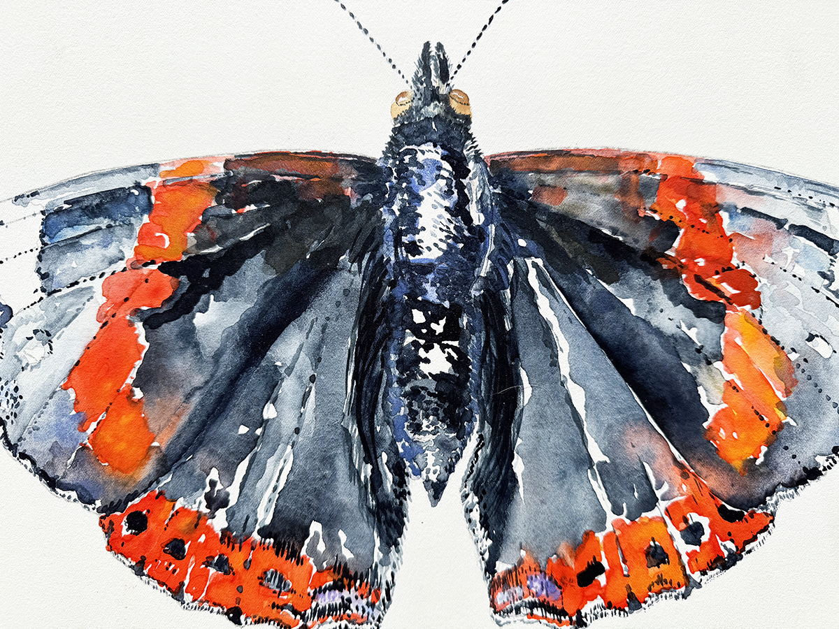 watercolour of a butterfly with orange, black, and white wings on a white background
