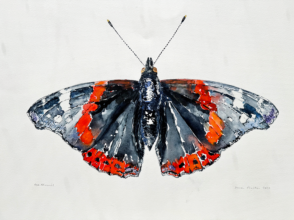 watercolour  of a butterfly with red and black wings on a light gray background