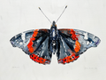 watercolour  of a butterfly with red and black wings on a light gray background