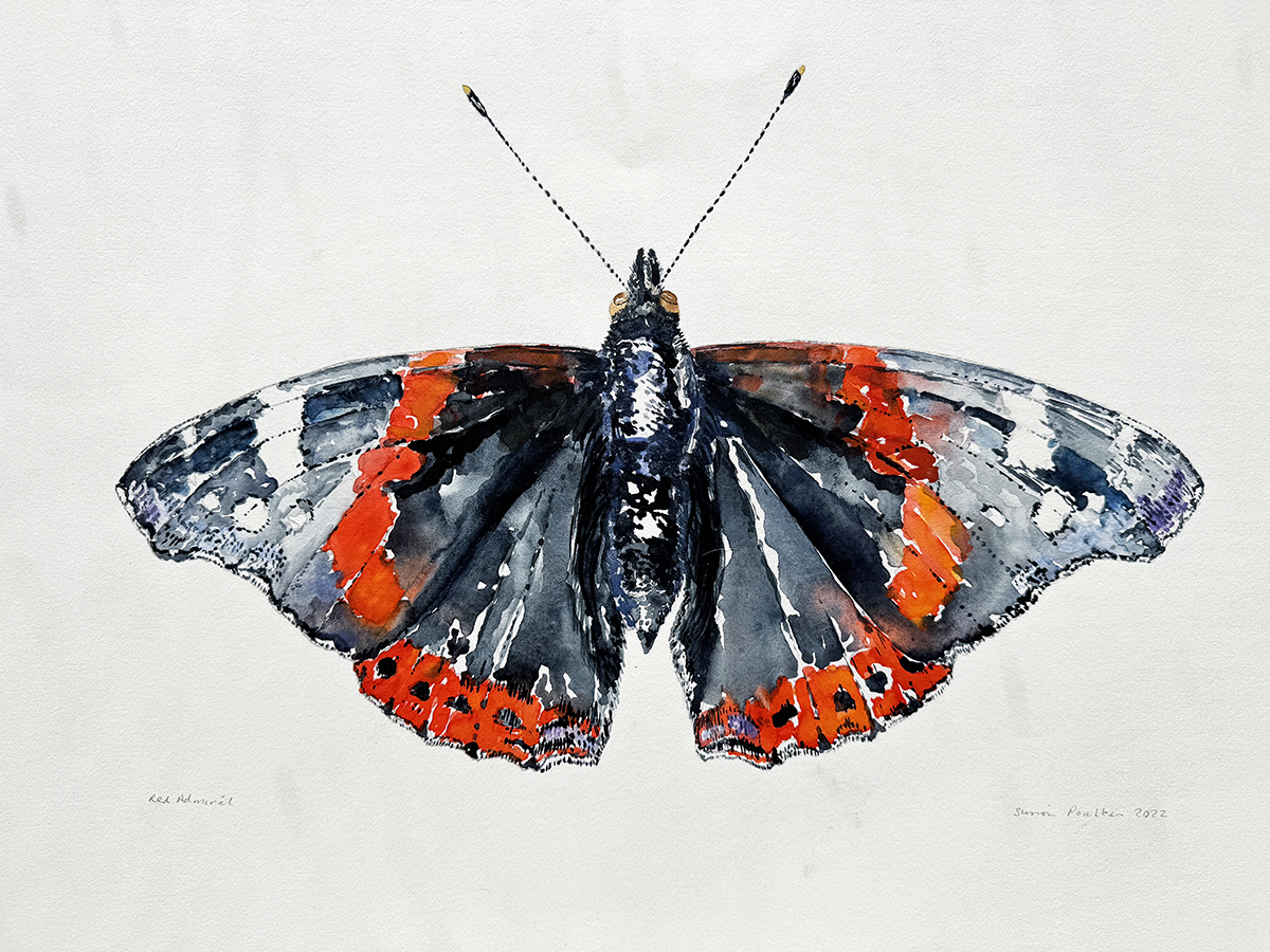 watercolour  of a butterfly with red and black wings on a light gray background