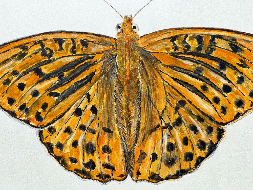 Watercolour painting of a butterfly with orange wings and black spots on a white background