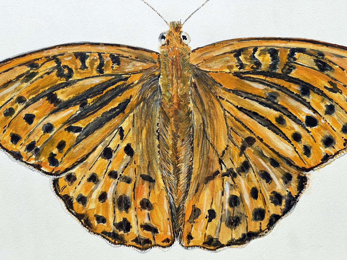 Watercolour painting of a butterfly with orange wings and black spots on a white background
