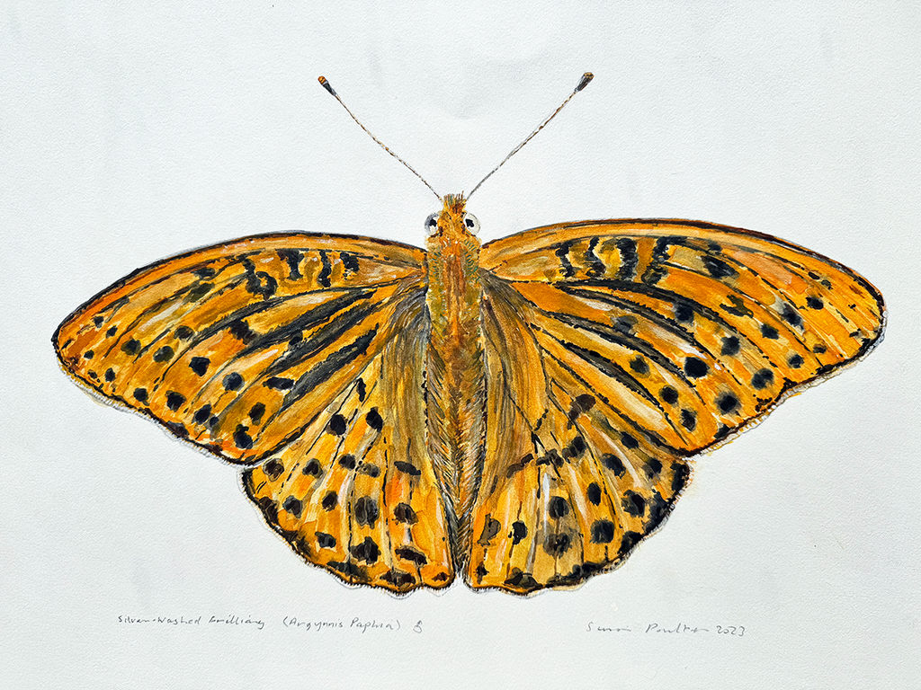 watercolour painting of a butterfly with orange wings and black spots on a white background
